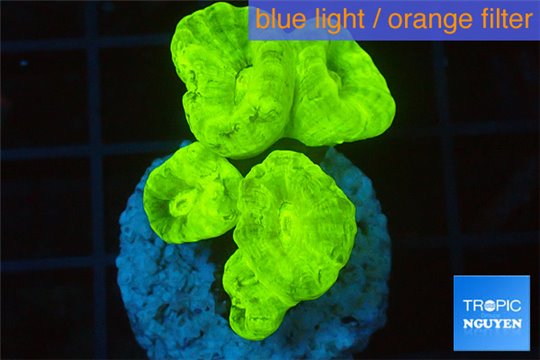 Caulastrea neon green 4-6 polyps WYSIWYG acclimaté