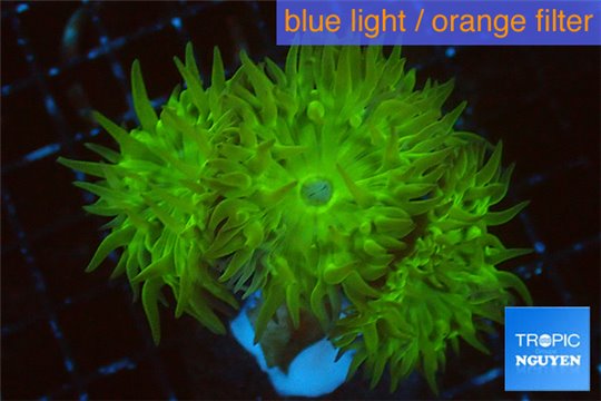 Duncanopsammia green 4 polyps WYSIWYG acclimaté