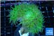 Duncanopsammia green 4 polyps WYSIWYG acclimaté