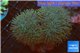 Sarcophyton long polyps 7-12 cm WYSIWYG acclimaté