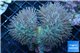 Sarcophyton long polyps 7-12 cm WYSIWYG acclimaté