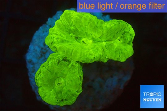 Caulastrea neon green 2 polyps WYSIWYG acclimaté