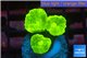 Caulastrea neon green 3 polyps WYSIWYG acclimaté