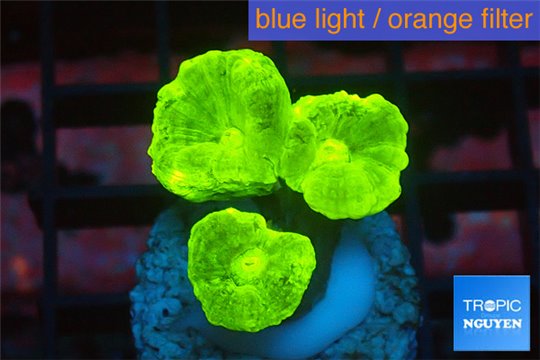 Caulastrea neon green 3 polyps WYSIWYG acclimaté