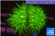 Duncanopsammia green 2 polyps WYSIWYG acclimaté