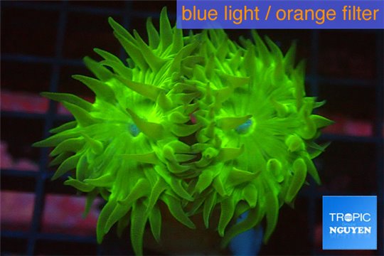 Duncanopsammia green 2 polyps WYSIWYG acclimaté