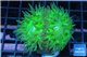 Duncanopsammia green 2 polyps WYSIWYG acclimaté