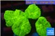 Caulastrea neon green 4 polyps WYSIWYG acclimaté