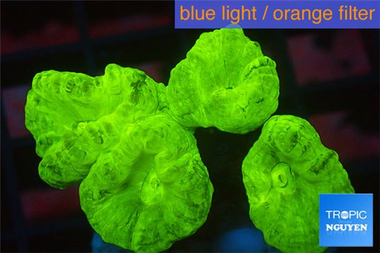 Caulastrea neon green 4 polyps WYSIWYG acclimaté