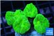 Caulastrea neon green 4 polyps WYSIWYG acclimaté