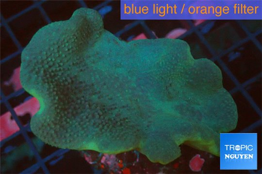 Sarcophyton long polyps 7-12 cm WYSIWYG acclimaté