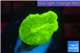 Caulastrea neon green 2 polyps WYSIWYG acclimaté