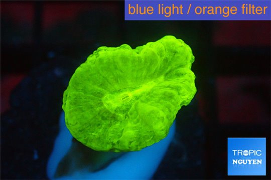 Caulastrea neon green 2 polyps WYSIWYG acclimaté