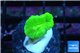 Caulastrea neon green 2 polyps WYSIWYG acclimaté