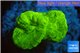 Caulastrea neon green 2 polyps WYSIWYG acclimaté