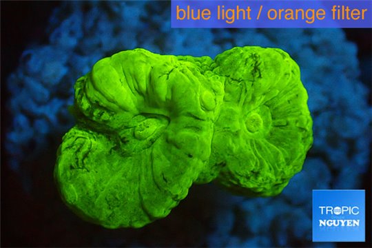 Caulastrea neon green 2 polyps WYSIWYG acclimaté