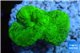 Caulastrea neon green 2 polyps WYSIWYG acclimaté