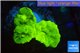 Caulastrea neon green 3 polyps WYSIWYG acclimaté