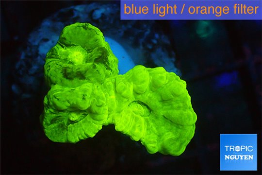 Caulastrea neon green 3 polyps WYSIWYG acclimaté