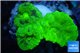 Caulastrea neon green 3 polyps WYSIWYG acclimaté