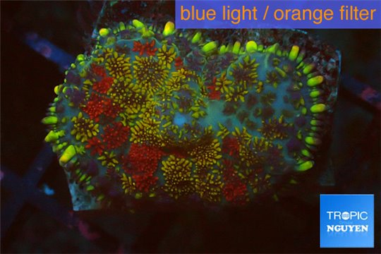 Rhodactis tricolor 1 polyp WYSIWYG acclimaté