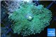 Ricordea yuma green 1 polyp WYSIWYG acclimaté