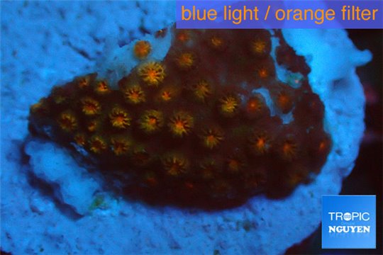 Leptastrea orange 2-3 cm WYSIWYG acclimaté