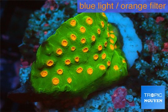 Leptastrea green & orange 2-3 cm WYSIWYG acclimaté