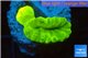 Caulastrea neon green 2 polyps WYSIWYG acclimaté