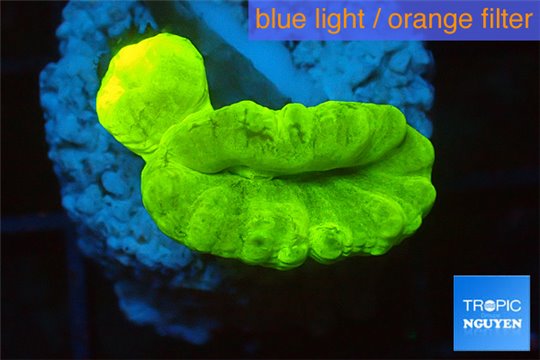 Caulastrea neon green 2 polyps WYSIWYG acclimaté