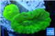 Caulastrea neon green 2 polyps WYSIWYG acclimaté