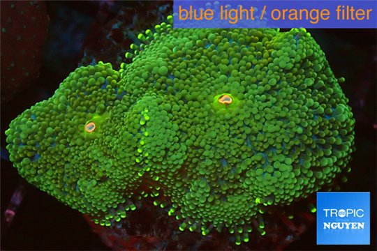 Ricordea floridae gold 2 polyps WYSIWYG acclimaté