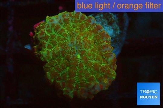 Discosoma red fire forest 1 polyp WYSIWYG acclimaté