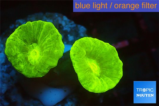 Caulastrea neon green 2 polyps WYSIWYG acclimaté