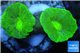 Caulastrea neon green 2 polyps WYSIWYG acclimaté