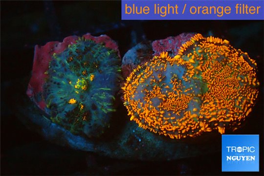 Rhodactis red blue superman 1 polyp WYSIWYG acclimaté