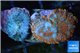 Rhodactis red blue superman 1 polyp WYSIWYG acclimaté