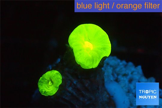 Caulastrea neon green 2 polyps WYSIWYG acclimaté