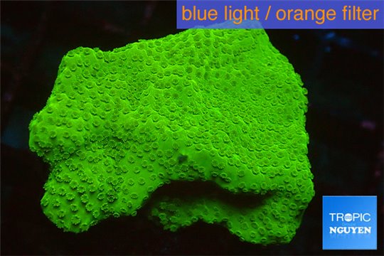 Leptastrea green 3-4 cm WYSIWYG acclimaté