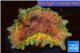 Discosoma rainbow premium 1 polyp WYSIWYG acclimaté