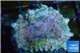 Discosoma rainbow premium 1 polyp WYSIWYG acclimaté