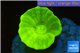 Caulastrea neon green 1 polyp WYSIWYG acclimaté