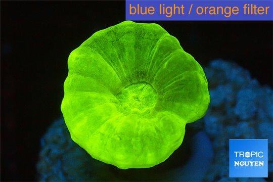 Caulastrea neon green 1 polyp WYSIWYG acclimaté