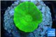 Caulastrea neon green 1 polyp WYSIWYG acclimaté