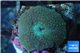 Discosoma green spot 1 polyp WYSIWYG acclimaté