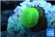 Caulastrea neon green small polyp 1 polyp WYSIWYG acclimaté