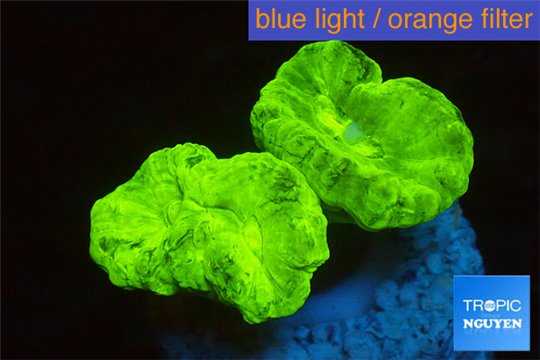 Caulastrea neon green 2 polyps WYSIWYG acclimaté