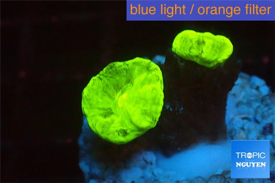 Caulastrea neon green 2 polyps WYSIWYG acclimaté