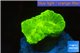 Caulastrea neon green big polyp WYSIWYG acclimaté