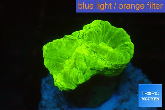 Caulastrea neon green big polyp WYSIWYG acclimaté